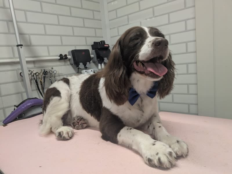 A cocker spaniel lying relaxed on the pink grooming table against the salon's white brick wall
