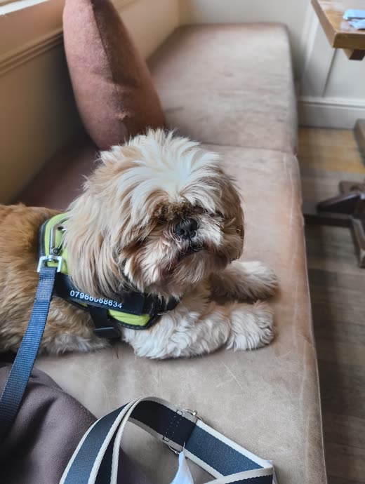 A shih tzu with its body coat trimmed short, lying on a cream chaise