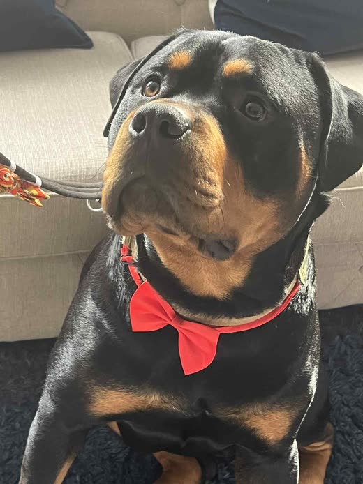 A Rottweiler sitting upright at home in a red bow tie after a groom